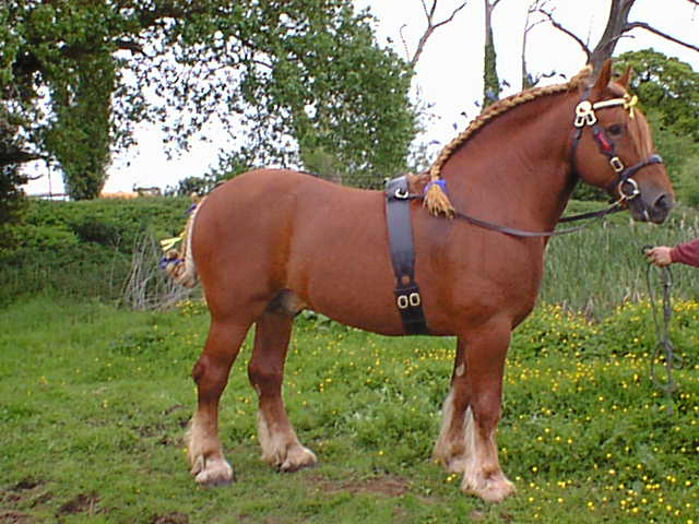 Suffolk Punch Horse